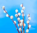 willow branches Royalty Free Stock Photo