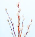 willow branches Royalty Free Stock Photo