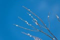 Pussy willow branches against the blue sky