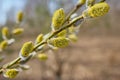 Pussy willow branches background on a sunny day, close-up.