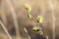 Pussy willow branches in bloom, spring background Royalty Free Stock Photo