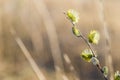 Pussy willow branches in bloom, spring background Royalty Free Stock Photo