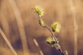 Pussy willow branches in bloom, spring background Royalty Free Stock Photo