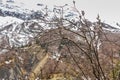 willow branches with buds at mountains with snow background Royalty Free Stock Photo