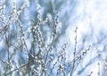 Pussy-willow branches with catkins, spring background. traditional decoration for palm sunday in Orthodox Christians Royalty Free Stock Photo