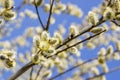 willow branches with catkins, traditional easter symbol in orthodox church, spring background