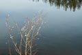 Pussy willow branches on river water background