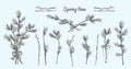 Pussy Willow branches set. Spring bouquet with ribbon bow. Hand-drawn sketch black and white design isolated on blue