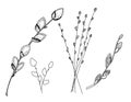 Pussy willow branches. Sketch