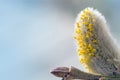 willow catkin with pollen against blue