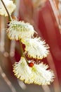 willow catkin, Salix Caprea - spring in the garden