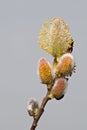 willow catkins Royalty Free Stock Photo
