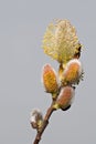 willow catkins