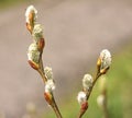 Willow Catkins -Salix - First Signs of Spring