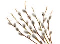 willow catkins Royalty Free Stock Photo