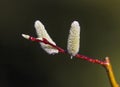 willow flower branch