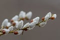 willow flower branch