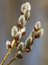 willow flower branch