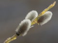 willow flower branch