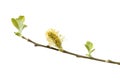 willow flower