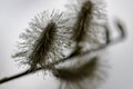 Pussy willow flower macro view