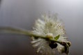 Pussy willow flower macro view