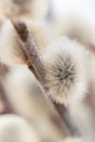 Pussy willow fluffy tiny spring opened buds with sunny light on blur natural background macro Royalty Free Stock Photo