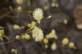 Pussy Willow or Goat Will Salix caprea close up macro buds