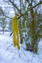 Pussy willow hanging from a tree in spring. Yellow kittens in a snowy environment. Tree catkins in winter spring time early in the Royalty Free Stock Photo