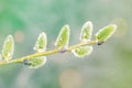 Pussy-willow holiday, spring background Royalty Free Stock Photo