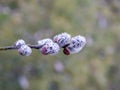 Pussy willow with ice crystals and frost in spring Royalty Free Stock Photo