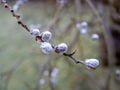 Pussy willow with ice crystals in spring Royalty Free Stock Photo