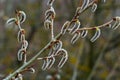 pussy willow Salix caprea, male. Mass flowering of willow cats in early spring with a wonderful bokeh background. Spring concept