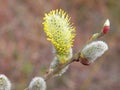 willow in spring Royalty Free Stock Photo