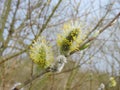 willow in spring Royalty Free Stock Photo