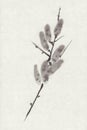 Pussy-willow twig chinese ink painting