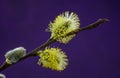 Pussy-willow willow branches in bloom, Easter holiday, background Royalty Free Stock Photo