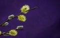 Pussy-willow willow branches in bloom, Easter holiday, background Royalty Free Stock Photo