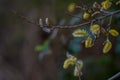 Pussy-willow willow branches in bloom, Easter holiday  background Royalty Free Stock Photo