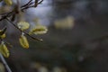Pussy-willow willow branches in bloom, Easter holiday  background Royalty Free Stock Photo