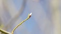 Pussy willows bloom in spring. First days of spring. Salix caprea.