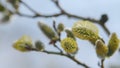 Pussy willows bloom in spring. First days of spring. Salix caprea.