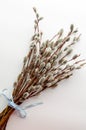 Pussy willows branches  on a white background Royalty Free Stock Photo