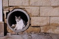 Pussycat shading from the hot sun in a drainpipe
