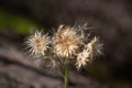 Pussytoe Seeds - Antennaria racemosa