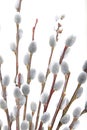 Pussywillow closeup over white Royalty Free Stock Photo