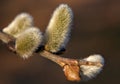 Pussywillows Royalty Free Stock Photo