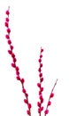 Pussywillows dyed pink Royalty Free Stock Photo