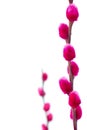 Pussywillows dyed pink, closeup Royalty Free Stock Photo