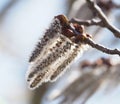 Pussywillows, flowers in spring, closeup Royalty Free Stock Photo